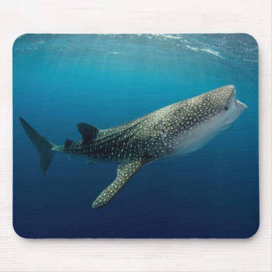 Walhai Schwimmen Mousepad (Vorne)