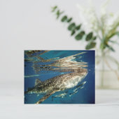 Walhai und Rmorfisch Postkarte (Stehend Vorderseite)