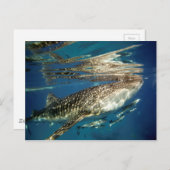 Walhai und Rmorfisch Postkarte (Vorne/Hinten)