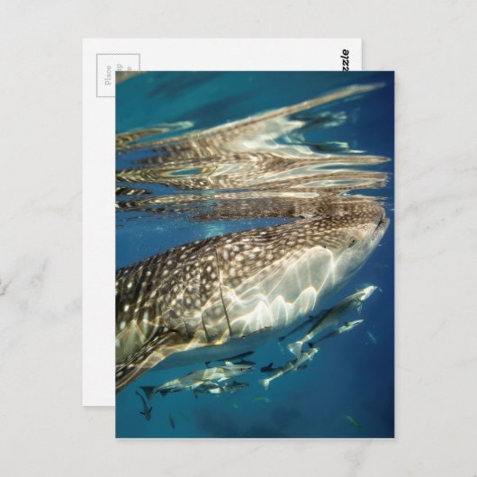 Walhai und Rmorfisch Postkarte (Vorne/Hinten)