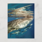 Walhai und Rmorfisch Postkarte (Vorderseite)