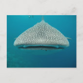 Walhai, Vorderansicht, Gesichter Postkarte (Vorderseite)