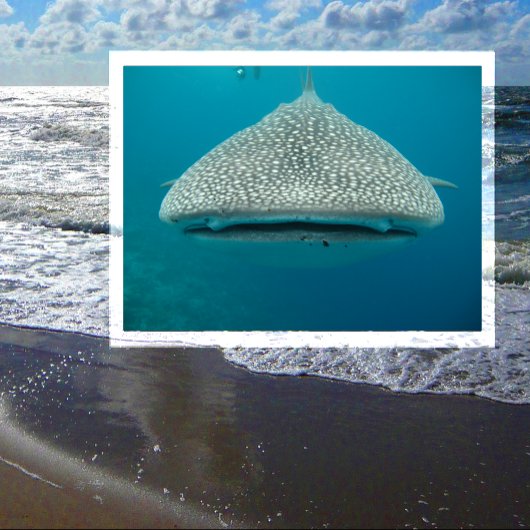 Walhai, Vorderansicht, Gesichter Postkarte