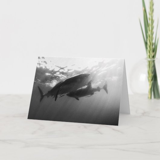 Walhaie Notecard Karte (Vorderseite)