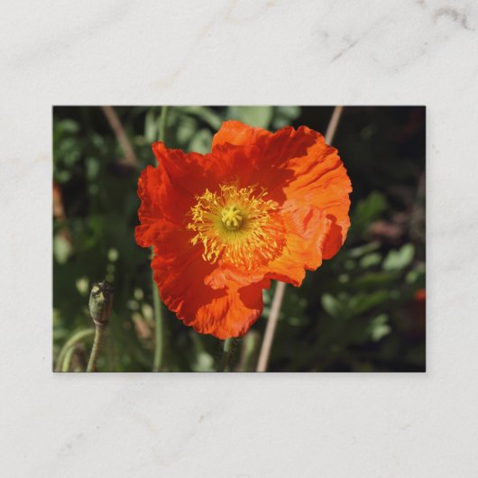 Walisches Mohn (Orange) Visitenkarte (Vorderseite)