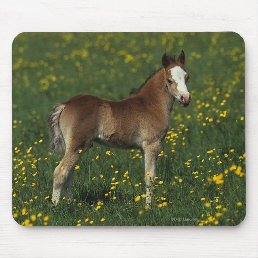 Waliser-Fohlen Mousepad (Vorne)