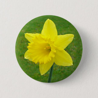 Waliser-Narzisse Button