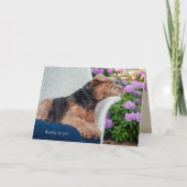 Waliser Terrier auf Stuhlgeburtstag Karte (Vorderseite)