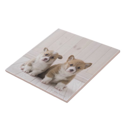 Walisercorgi-Welpen Fliese (Seite)