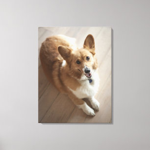 WaliserPembroke Corgihund, der auf hölzernem Bode Leinwanddruck