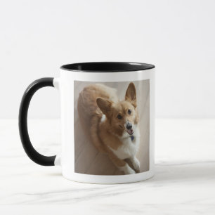 WaliserPembroke Corgihund, der auf hölzernem Bode Tasse