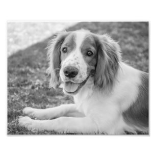 WaliserSpringerSpaniel - Schwarzes u. des Weiß- Fotodruck