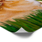 Walish Corgi Pembroke - Mideve Poster (Ecke)