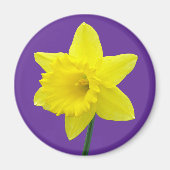 Walisisch Daffodil - II Magnet (Vorne)