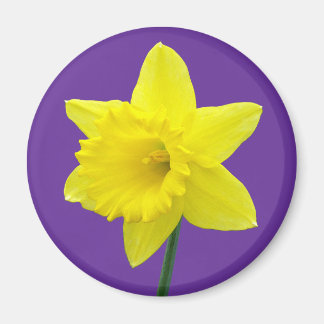 Walisisch Daffodil - II Magnet