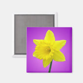 Walisisch Daffodil - III Magnet (Vorderseite/Rückseite)