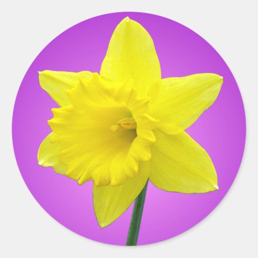 Walisisch Daffodil - III Runder Aufkleber (Vorderseite)