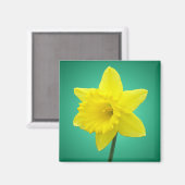 Walisisch Daffodil - IV Magnet (Vorderseite/Rückseite)