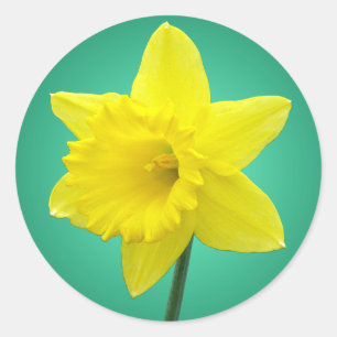 Walisisch Daffodil - IV Runder Aufkleber