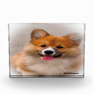 Walisische Corgi-Hund. Fotoblock