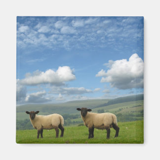 Walisische Lämmer Magnet