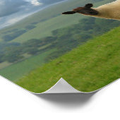 Walisische Lämmer Poster (Ecke)