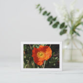 Walisische Mohn (Orange) grenzt an Visitenkarte (Stehend Vorderseite)