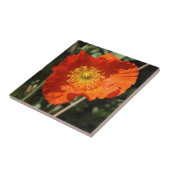 Walisische Mohnblume (Orange) Fliese (Seite)
