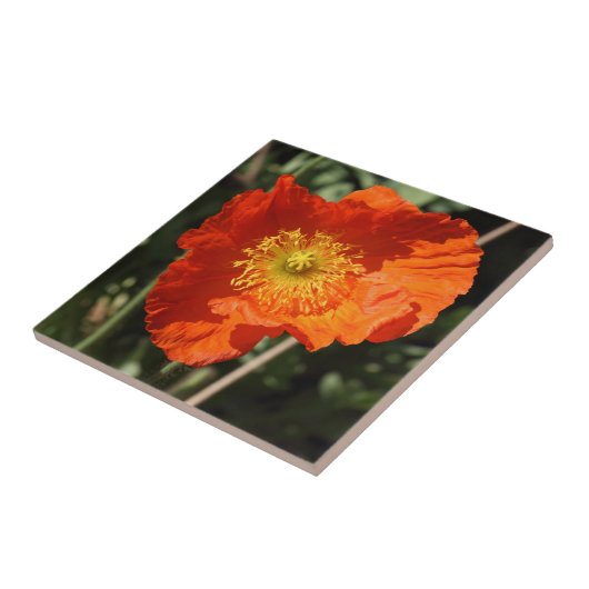 Walisische Mohnblume (Orange) Fliese (Seite)
