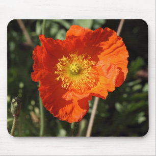 Walisische Mohnblume (Orange) Mousepad