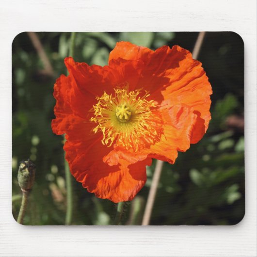 Walisische Mohnblume (Orange) Mousepad (Vorne)