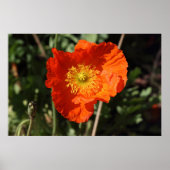 Walisische Mohnblume (Orange) Poster (Vorne)