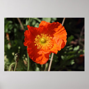Walisische Mohnblume (Orange) Poster