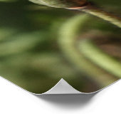 Walisische Mohnblume (Orange) Poster (Ecke)