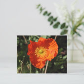 Walisische Mohnblume (Orange) Postkarte (Stehend Vorderseite)