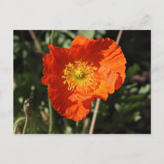 Walisische Mohnblume (Orange) Postkarte