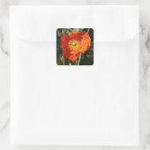 Walisische Mohnblume (Orange) Quadratischer Aufkleber (Tasche)