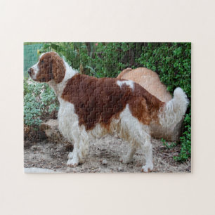 Walisische Springer Spaniel Hund Puzzles. Puzzle