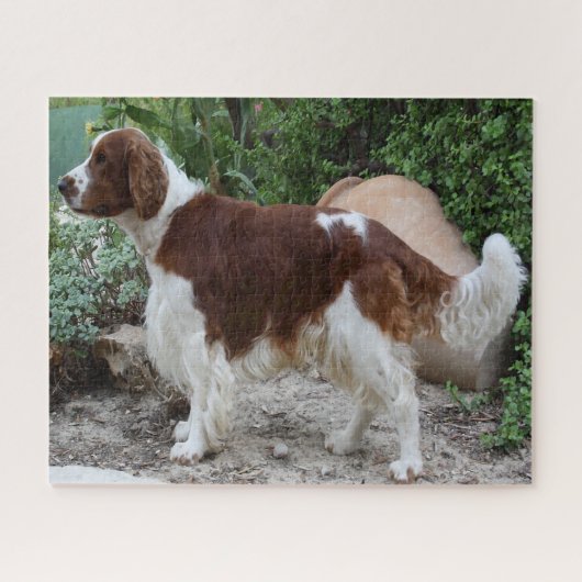 Walisische Springer Spaniel Hund Puzzles. Puzzle (Horizontal)