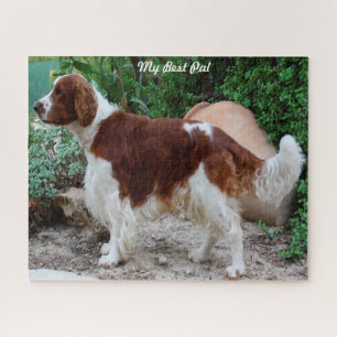 Walisische Springer Spaniel Hund Puzzles. Puzzle