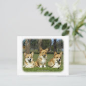 Walisischer Corgi (Pembroke) Postkarte (Stehend Vorderseite)