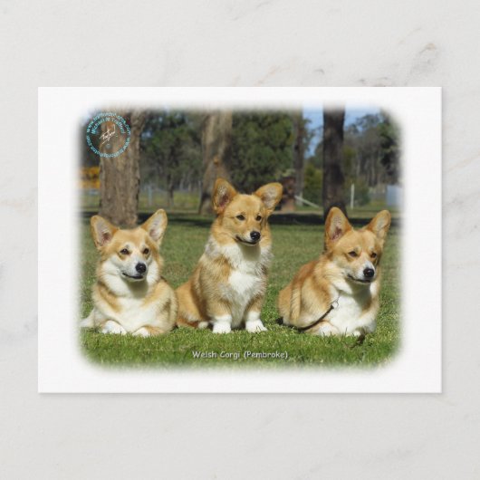 Walisischer Corgi (Pembroke) Postkarte (Vorderseite)
