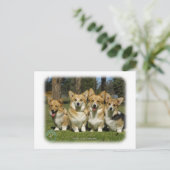 Walisischer Corgi (Pembroke) Postkarte (Stehend Vorderseite)