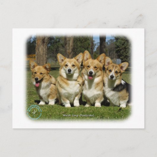 Walisischer Corgi (Pembroke) Postkarte (Vorderseite)