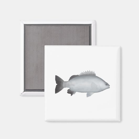 Walisischer Grunter Magnet (Vorderseite/Rückseite)