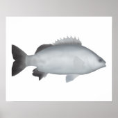Walisischer Grunter Poster (Vorne)