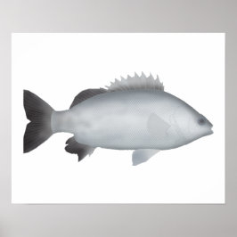 Walisischer Grunter Poster