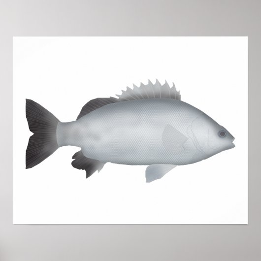 Walisischer Grunter Poster (Vorne)