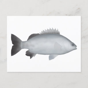 Walisischer Grunter Postkarte