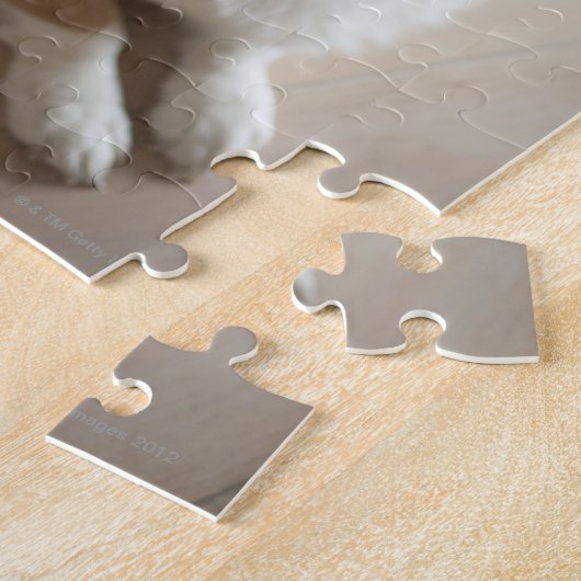 Walisischer Pembroke Korgi Hund liegt auf Holzbode Puzzle (Seite)